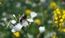 Blühwiese der Naturheilpraxis Tapken_14