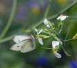 Blühwiese der Naturheilpraxis Tapken_6