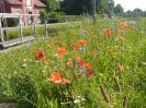 Mohnblüte an der Schleuse